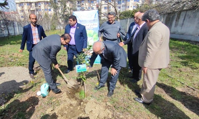 درختکاری